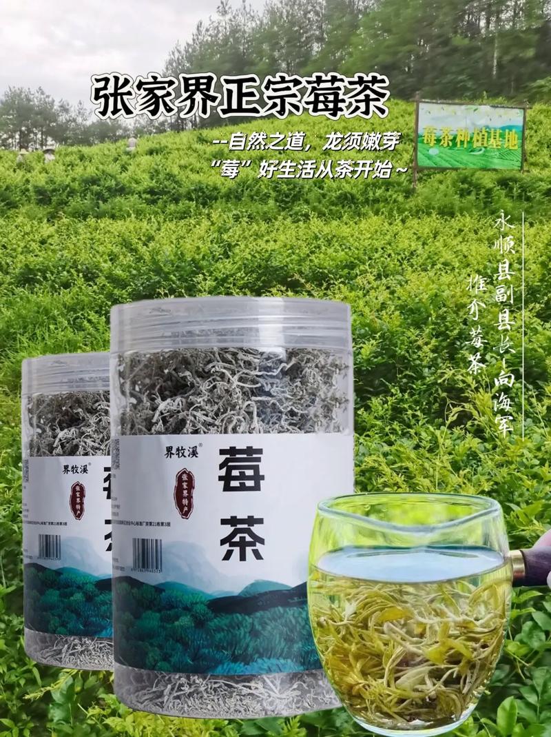 永顺莓茶 湘西秘境中的“土家神茶”与它的地标之路